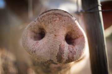 Close up wide angle image of free range pigs on a farm