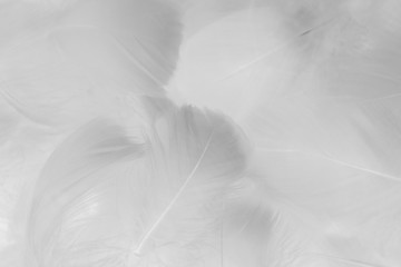 Beautiful abstract colorful black and white feathers on white background and soft gray feather texture on white pattern and gray. Decoration, love.
