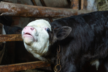 A rural little and black calf, a newborn animal. © Niko_Dali
