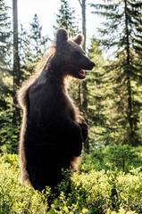 Backlit brown bear cub. Bear Cub against a sun. Brown bear in back light. Brown bear cub stands on its hind legs in summer forest.    Scientific name: Ursus Arctos. Natural habitat, Summer season.