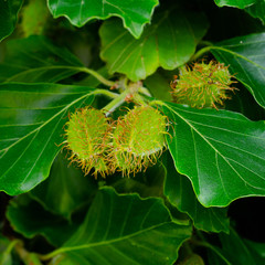 Ripening Beech Mast 2