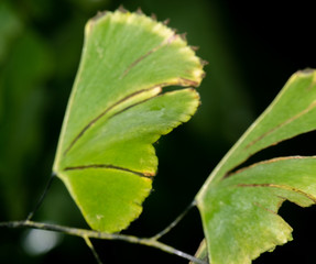 nature background leaf textures 
