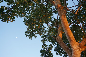 Mond und Baum