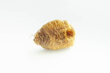 オオカマキリの卵鞘