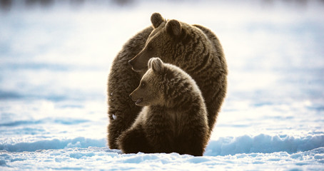 She-Bear and bear cub in winter forest. Winter forest, sunrise, morning mist . Natural habitat....