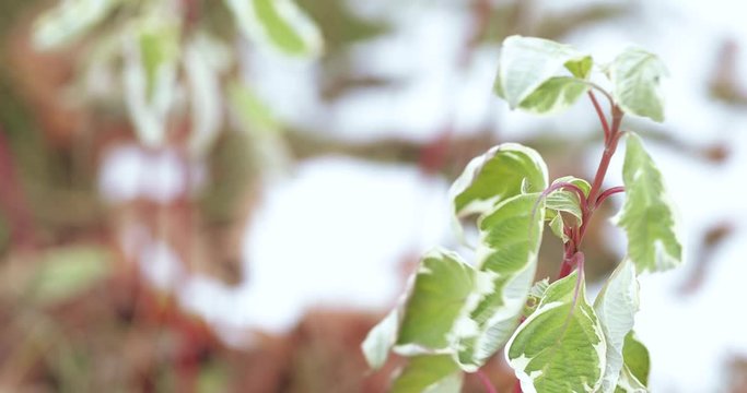 Leaves of ficus iren baroque