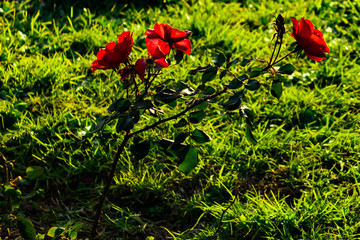 Fototapete bei efototapeten.de bestellen   