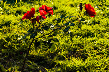 Fototapete bei efototapeten.de bestellen   