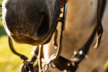Close up Horse with Wide Nose Bridle at sunset