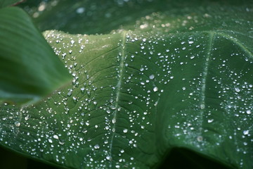 Regentropfen auf Bananenblatt