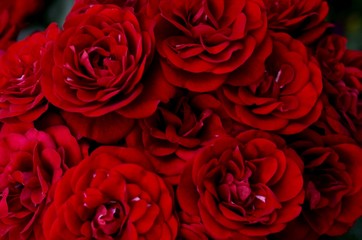 Naklejka premium Floral background of bright red scarlet roses, in the corners are small fragments of green leaves, looking from above.