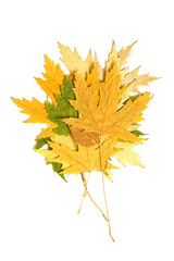 dried multi-colored maple leaves stacked in a pile on a white background