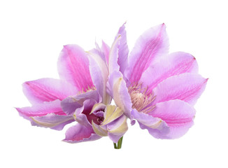  Pink clematis flower