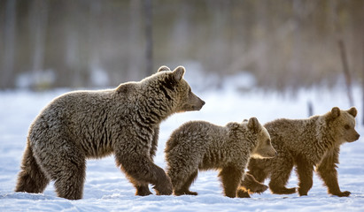 She-Bear and bear cubs in winter forest. Winter forest, sunrise, morning mist . Natural habitat. Brown bear, Scientific name: Ursus Arctos Arctos.