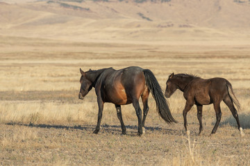 Wild Horse Mare and Foal in Utah in Fall