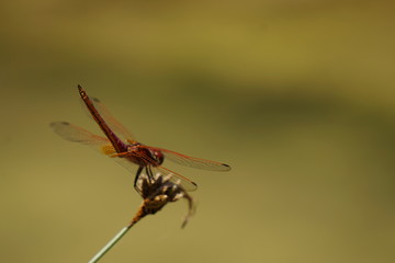 Libelle