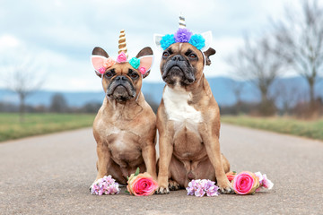 Cute pair of sitting French Bulldog dogs dressed up with unicorn costume headbands with flowers © Firn
