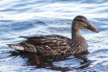 A Duck on Moosehead Lake