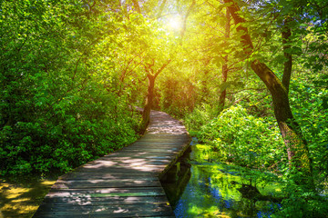 Krka national park wooden pathway in the deep green forest. Colorful summer scene of Krka National Park, Croatia, Europe. Wooden pathway trough the dense forest near Krka national park waterfalls.