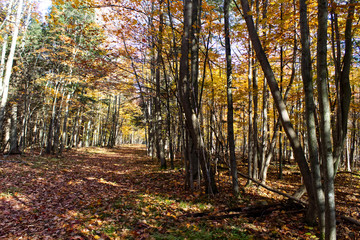 Fototapeta premium woods