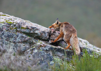 ZORRO COMUN O ROJO - RED FOX - Vulpes vulpes