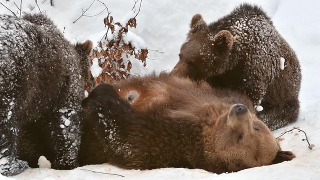 Female brown bear suckling two 1-year-old cubs (Ursus arctos arctos) while lying on her back in the snow in winter