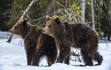 Bear cubs in the snow in winter forest. Natural habitat. Brown bear, Scientific name: Ursus Arctos Arctos.
