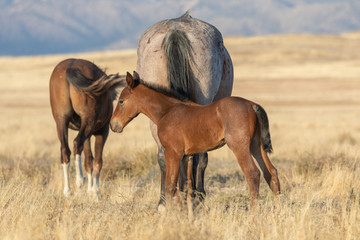Naklejka na ściany i meble Wild Horse Mare and Foal in Utah in Fall