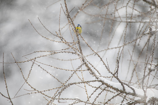 Eurasian blue tit, Cyanistes caeruleus, under snow, Sesto, Pusteria valley, Trentino Alto Adige, Italy, Europe
