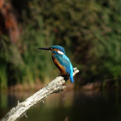 Kingfisher on a branch