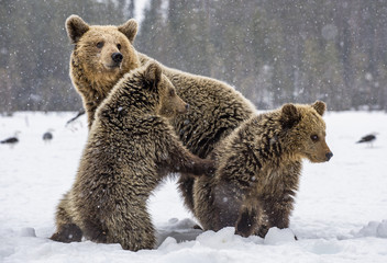 Obraz premium She-Bear and bear cubs in snow-covered field. Snowfall in Winter forest. Natural habitat. Brown bear, Scientific name: Ursus Arctos Arctos.