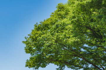 新緑と青空