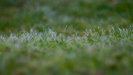 green grass with dew
