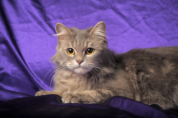 beautiful fluffy gray  cat