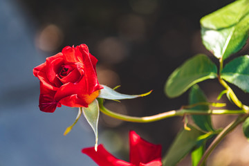 Obraz premium 薔薇の花