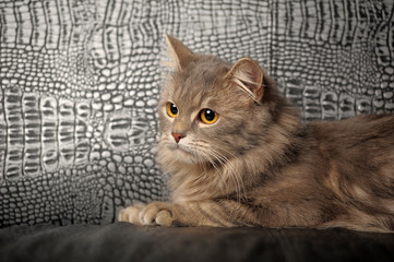 beautiful fluffy gray  cat