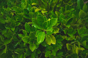 Fototapeta na wymiar 雨に濡れた緑の葉