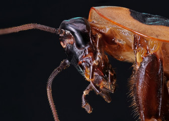 Kopf einer Schabe in Seitenansicht gegen schwarzen Hintergrund fotografiert