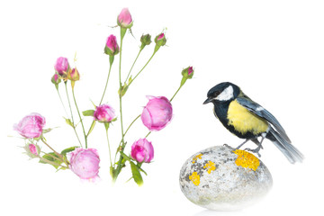 Mésange charbonnière - Parus major - Great Tit