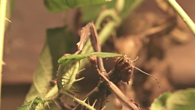 Giant Prickly Stick Insect (latin name Extatosoma Tiaratum) is eating the green leaf. Closeup look to insect head.