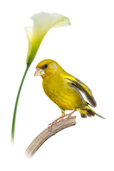 Verdier d'Europe - Chloris chloris - European Greenfinch