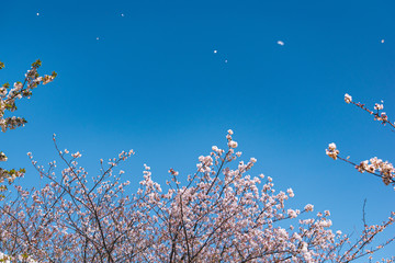 桜