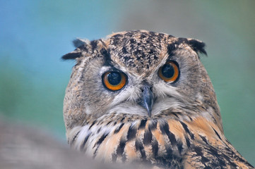 Wild Europaean Long eared owl portrait (Asio otus)