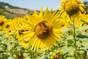Fototapeta premium Bees at work on a sunflower
