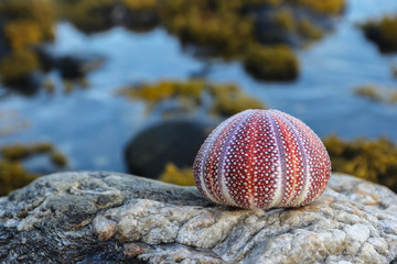 Sea urchin shell on a stone against the background of the sea.