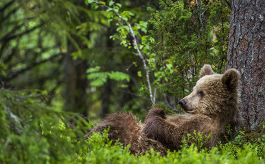 Cub of Brown Bear lying on his back with his paws raised in the green grass in the summer forest. Green pine forest natural background, Scientific name: Ursus arctos.