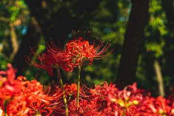 巾着田の彼岸花
