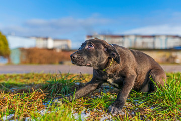 Homeless black puppy on a walk. Photographed close-up.