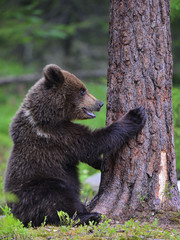 Fototapeta premium Cub of Brown Bear sit sits by the pinetree in the summer pine forest. Natural habitat. Scientific name: Ursus arctos.