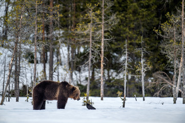Brown Bear and raven on a snow-covered swamp in the winter forest. . Eurasian brown bear, Scientific name: Ursus arctos arctos. Natural habitat.